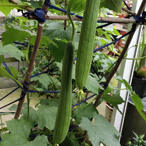 又到初夏收获季