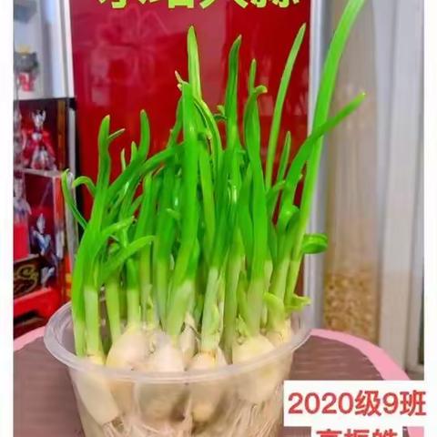 花样水培悟生命之美——东营市实验中学2020级生物科技节活动