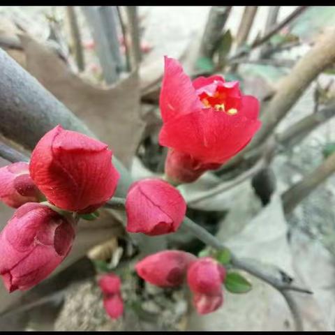 桃花迎风开 家校齐欢聚