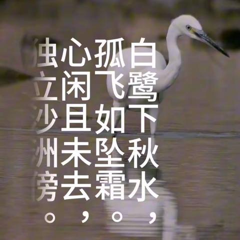 白鹭下秋水，孤飞如坠霜