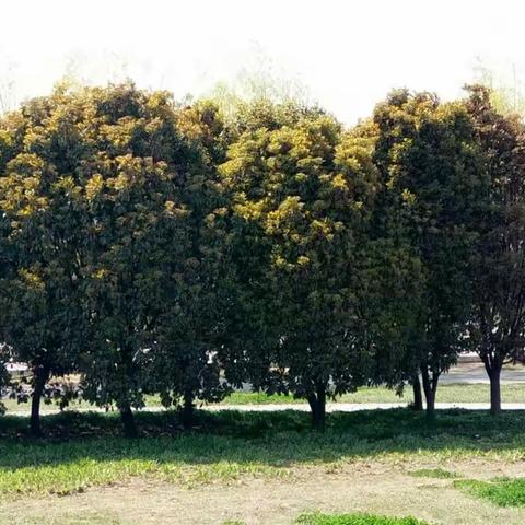 游园风景