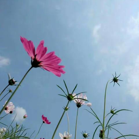 爱，在家访的路上延伸――金山镇中心小学二（2）班家访故事