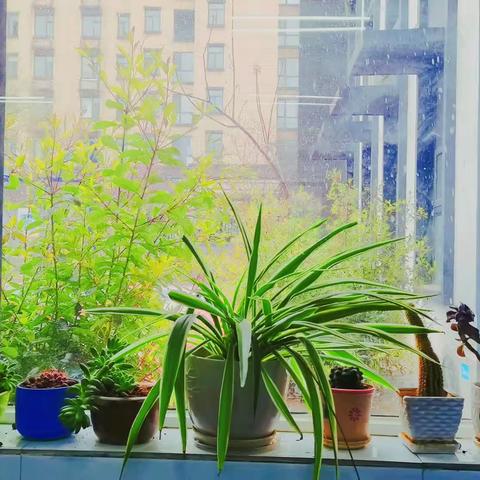 “把春意带进教室，让校园充满绿色”——龙门一号华源小学绿色班级创建活动