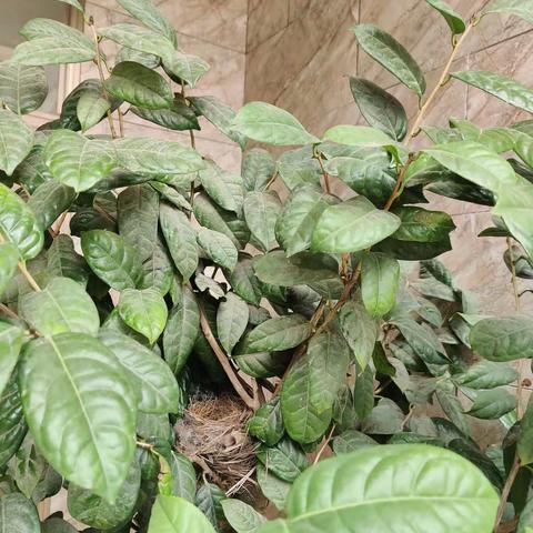 三年了，同一棵树，同一个位置，同一种鸟，孵两只或三只小鸟