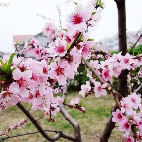 线上教研 砥砺前行——红旗小学数学线上教研活动