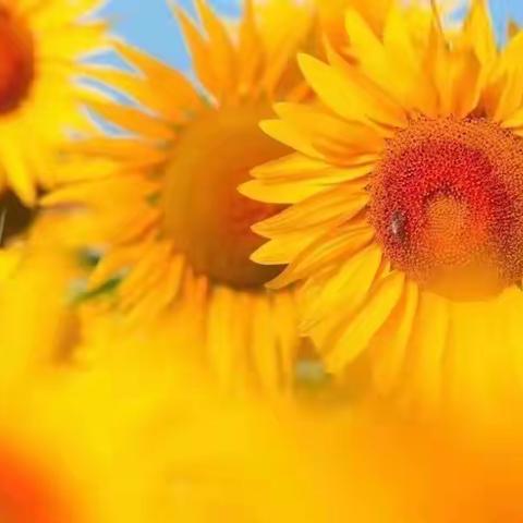 城关小学四2班共读四大名著之《三国演义》个性阅读推进活动