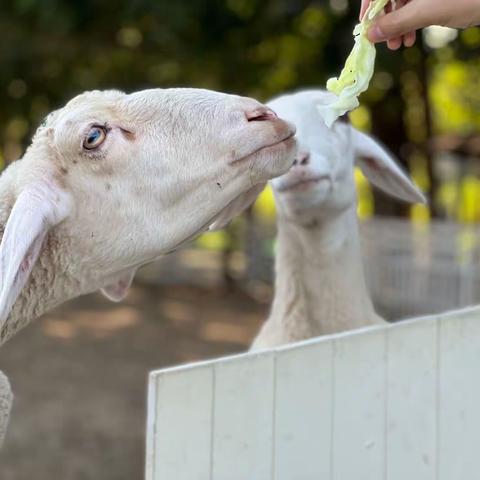 去卷雲牧场🐑跟羊一起去写生