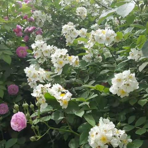 写给母亲节