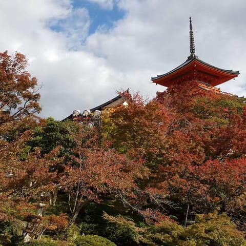 到日本去看红叶