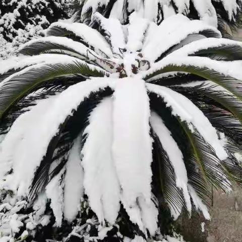 关于雨雪冰冻天气安全防范致家长的一封信