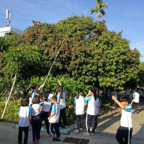 我们盛夏的约定——光坡武山分校荔枝园采摘侧记