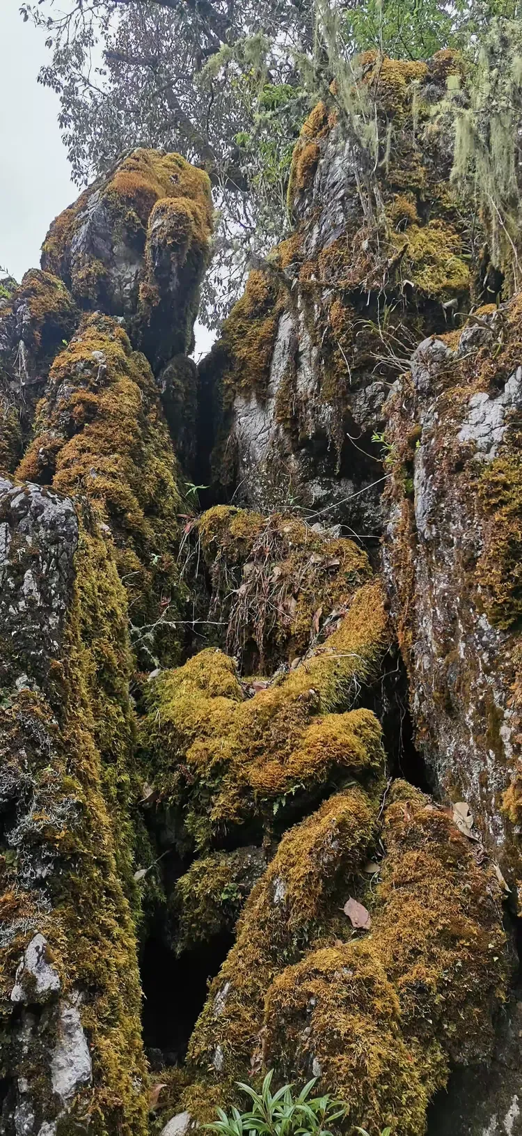 千姿百态的格萨拉绿石林