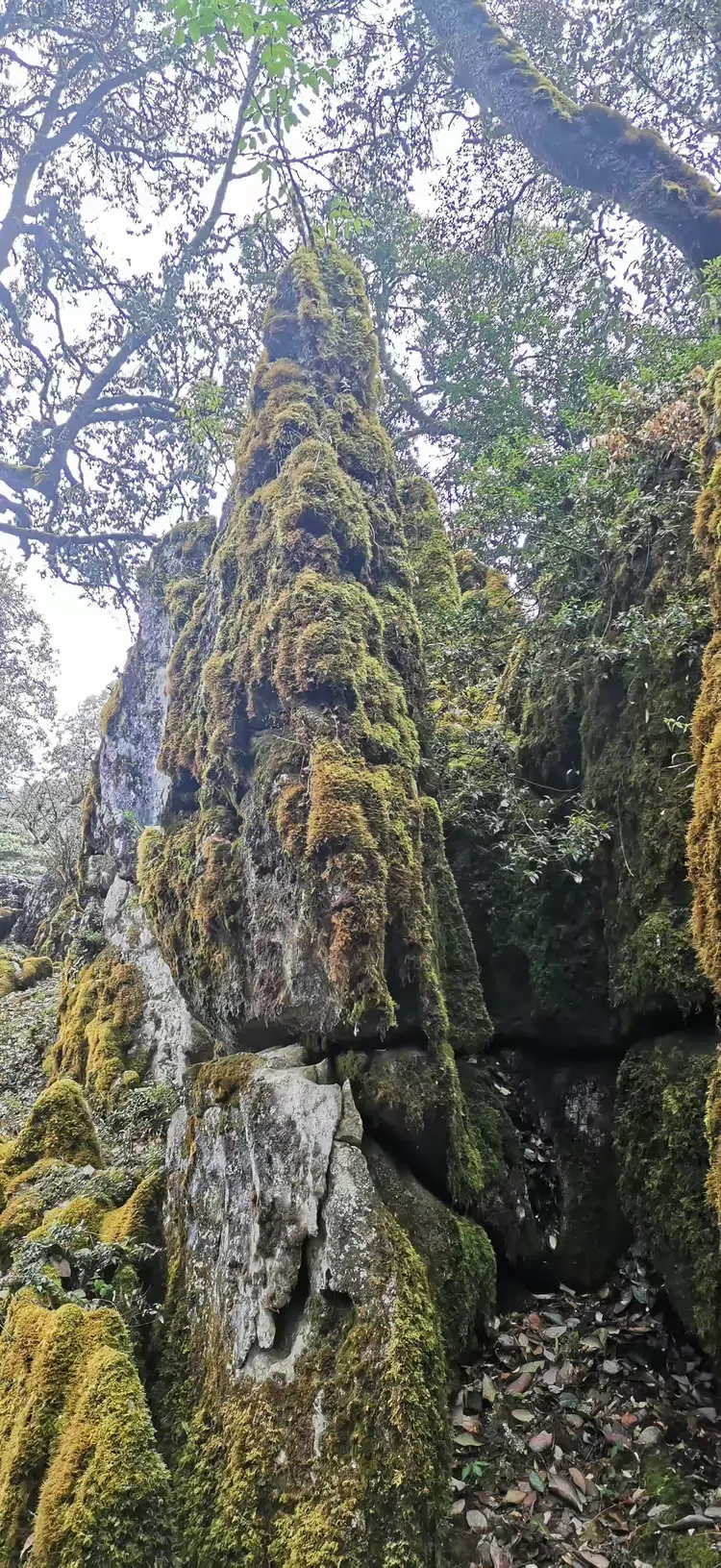 千姿百态的格萨拉绿石林