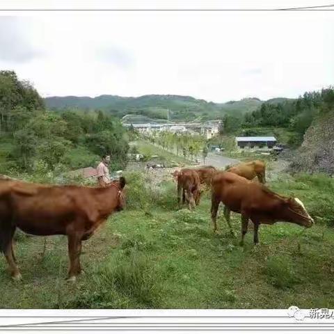 人社局驻晃州镇高铁新村精准扶贫影集（二）