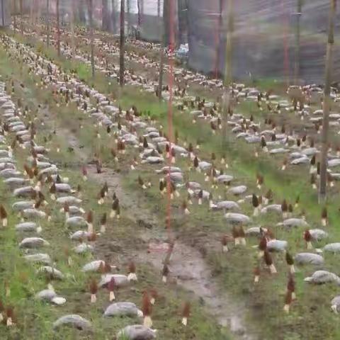 晃州镇高铁新村“一村一品”羊肚菌种植项目影集