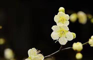 七律  •  咏梅   （叶其增）