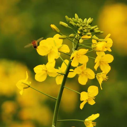 蜂恋油菜花