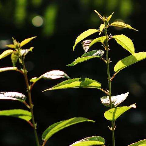 樱叶一样美丽