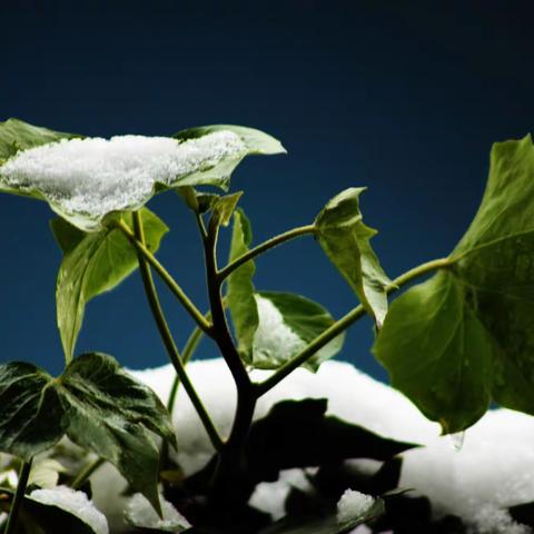 白雪•红花•绿叶