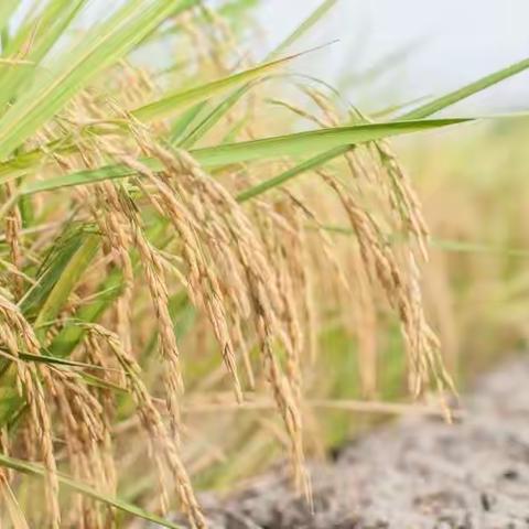 水木菁华幼儿园中一班班本课程:风吹稻香