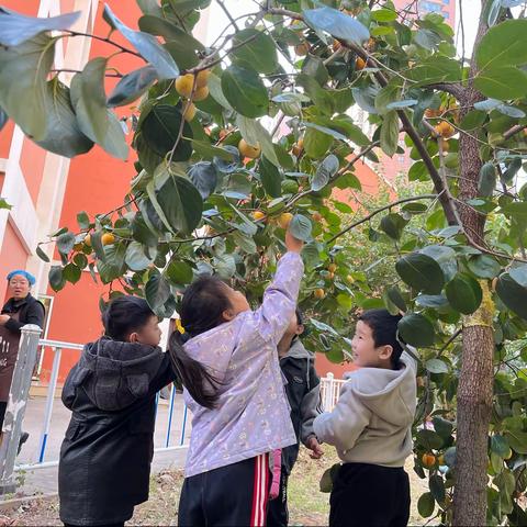 嘉禾幼儿园大三班采摘