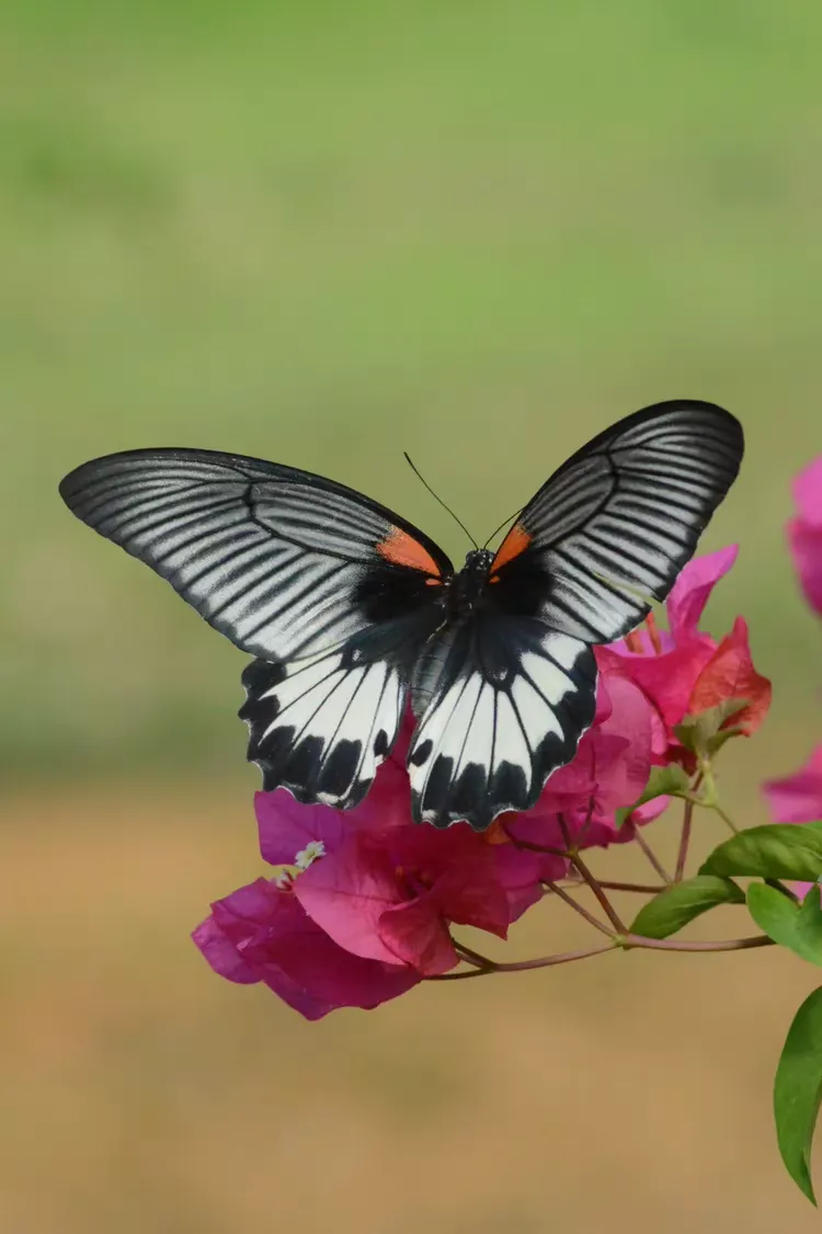蝴蝶和蜂蜜在空中飞舞好像什么(蜂蜜和蝴蝶在花丛中飞舞四字成语) 蝴蝶和蜂蜜在空中飞舞好像什么(蜂蜜和蝴蝶在花丛中飞舞四字成语)