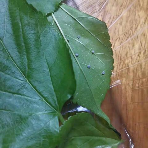 科学（养蚕记）瑞安市集云实验学校三（2）班叶菀臻