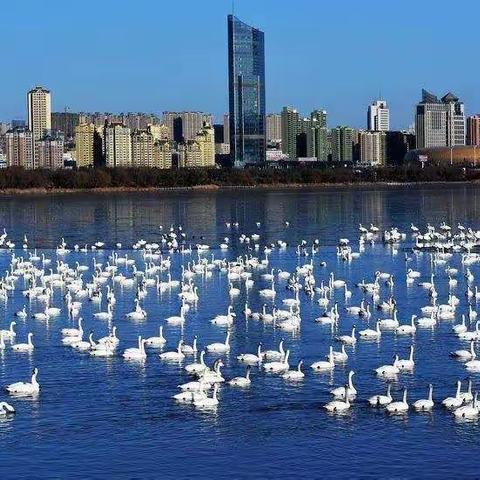 三门峡白天鹅公园