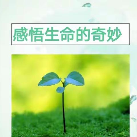“守护生命，呵护成长”——一次感悟生命的种植活动