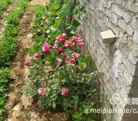 草药原来长这样