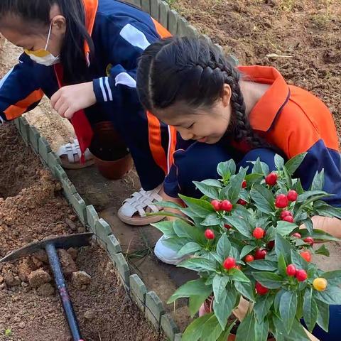 清除杂草 美化校园——三亚市吉阳区博后小学四年级田园劳动实践活动