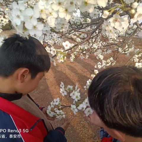 陌上花开的美篇