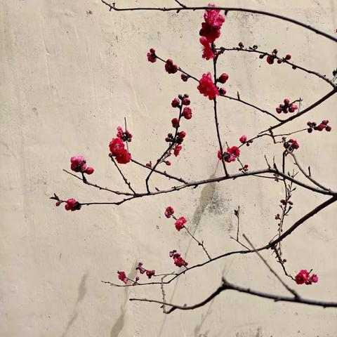 春色满园关不住－你笑起来真好看