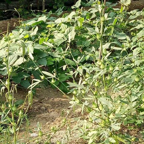 每逢蔬菜种植旺季，农家缺的是大鱼大肉，唯一不缺的是它们。