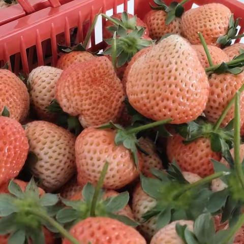 草莓🍓