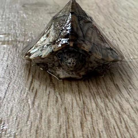 《三位“小客人”》