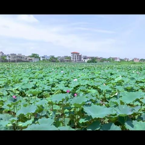 清风小使者 廉洁好家风——海口市桂林洋中学七二班