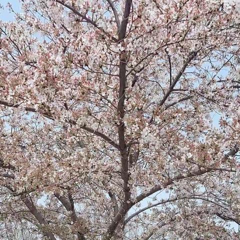 【德润视野】德润学校一年级“德润之春”系列活动之“诵春”“写春”✨