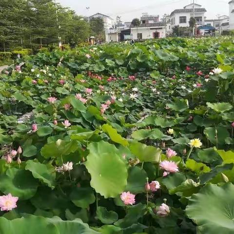 荷花基地一日游