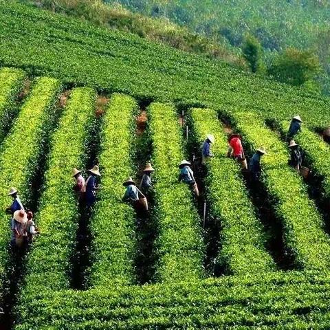 从小茶叶到大茶业