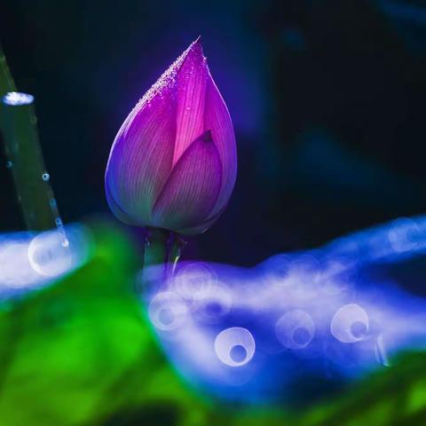 荷花今年画不同