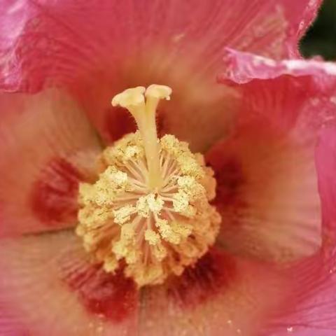 马路河畔木芙蓉