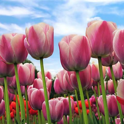 亭亭玉立郁金香