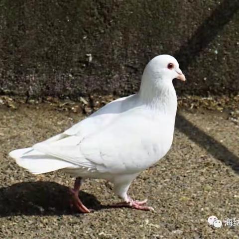 和平鸽