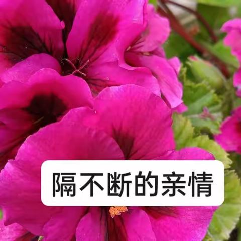 “隔”不断的亲情