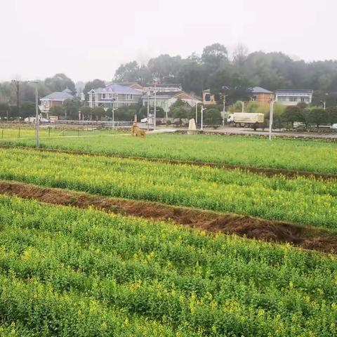 田园风景