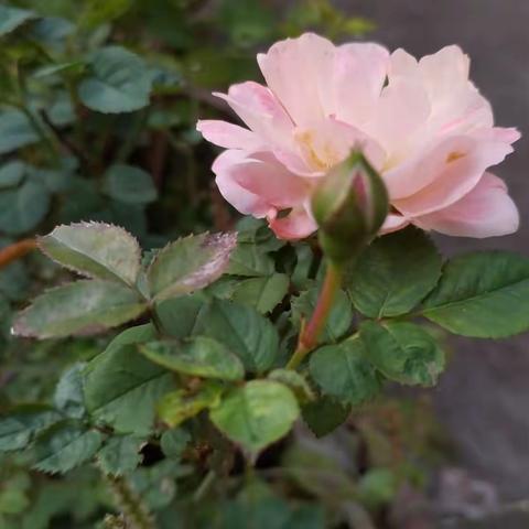 九月九日重阳节