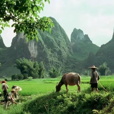 《历史老照片》：八十年代的田园风光，让人难以忘怀