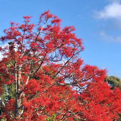 美丽花朵，鲜艳夺目