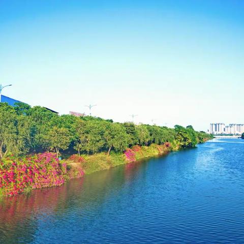 美丽赤坎河 盛开勒杜鹃